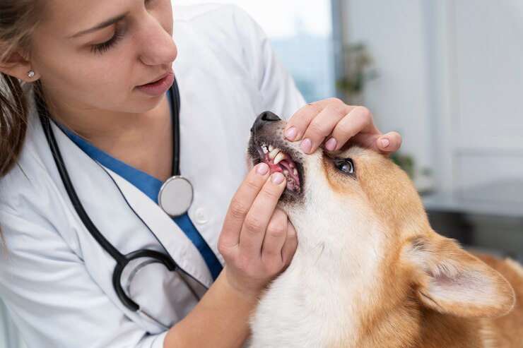 pets dental clinic Dubai