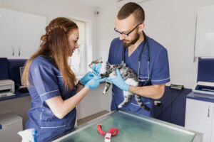 neutering services in Dubai Silicon Oasis